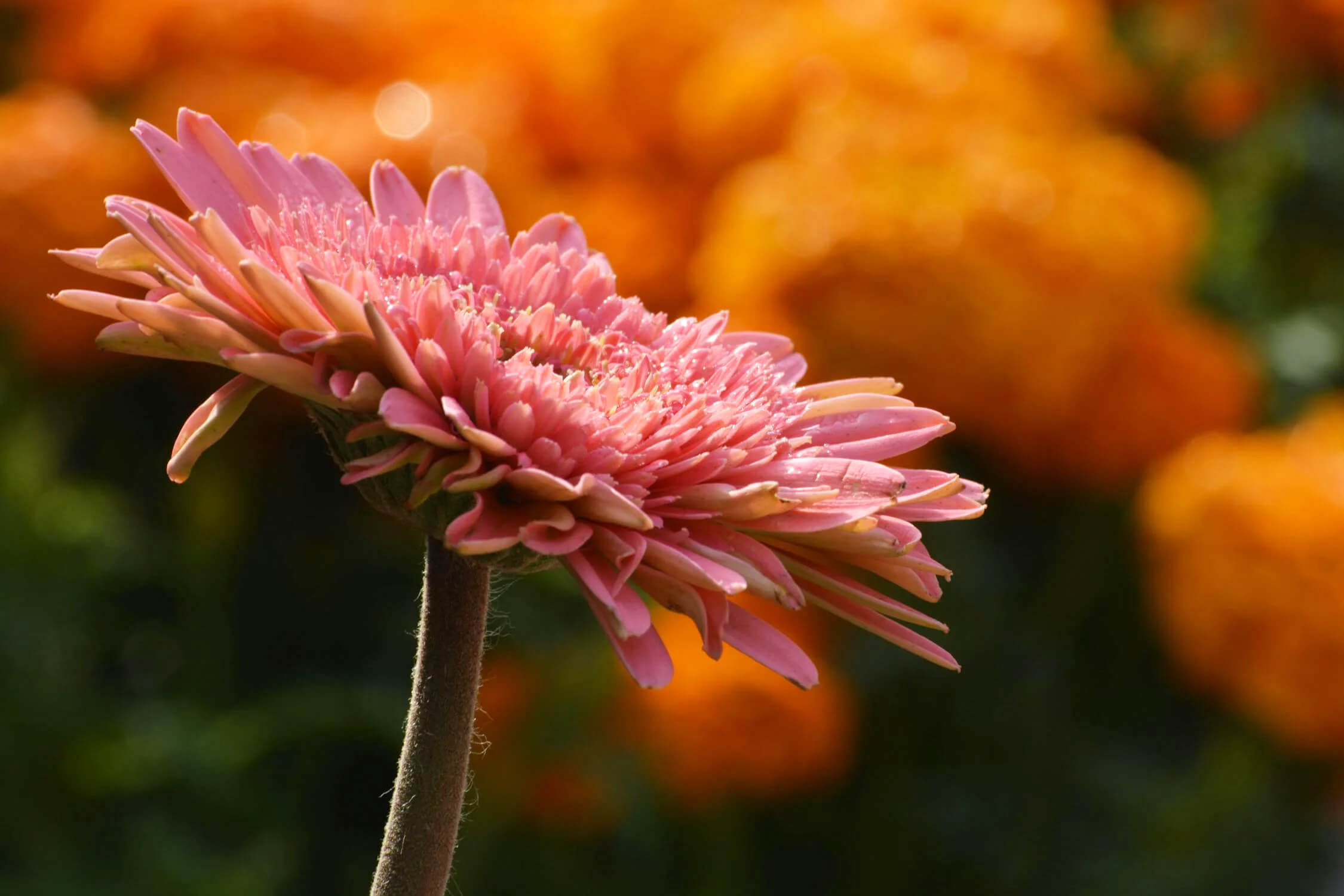 Seasonal flowers